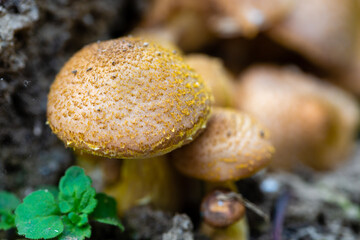 Beautiful mushrooms in the garden 