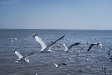 seagulls on the beach