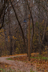 nature trails meander in autumn with leaves