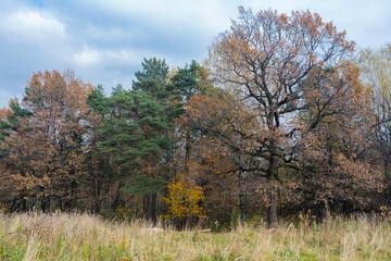 Colors of  autumn  in the wood