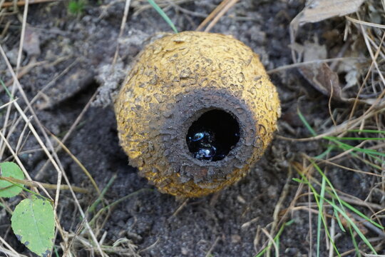 closeup of an unusual yellow mushroom on the ground with black bettles inside