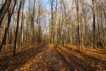 Fototapeta premium Path in the forest