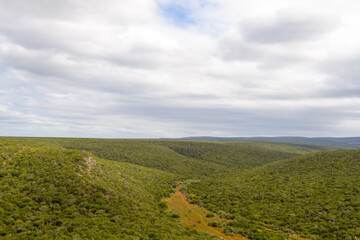 Fototapeta na wymiar Addo Elephant National Park: view of trhe park showing the impenetrable valley bushveld trees and bushes
