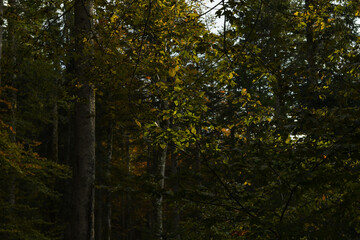 Fototapeta premium Forêt d'automne 2