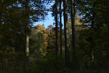 Forêt d'automne 1