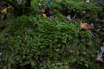 Fototapeta premium Tapis de mousses 2