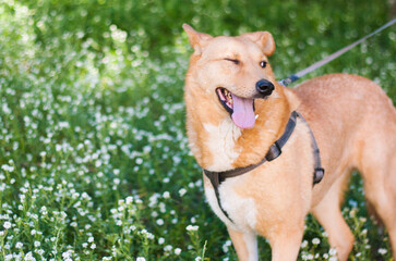 Fototapeta na wymiar funny dog on the grass free space
