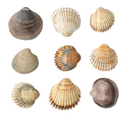Multicolored Seashells Collection Isolated on White Background
