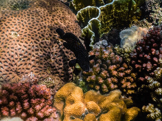 blue spotted grouper between colorful corals