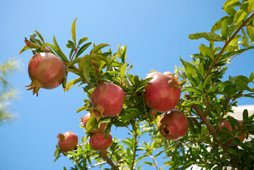 View of pomegranate on a branch