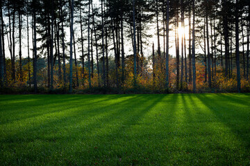 shade by sunset behind trees