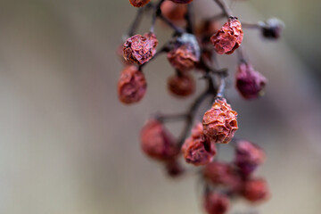 Candied grapes in the Autumn