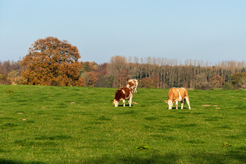 Fototapeta premium Freilaufende Rinder auf einer Wiese in Schleswig-Holstein