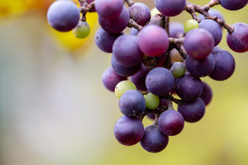 Hanging grapes in a rural garden