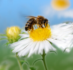 Bee collecting nectar at a white aster blossom
