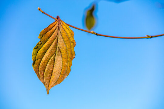 Herbstblatt