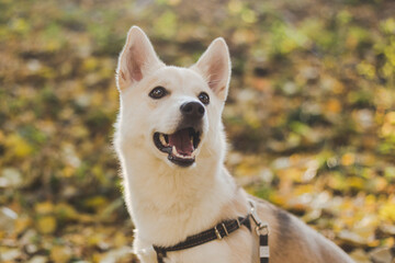 portrait of a funny white dog for a walk in the autumn park