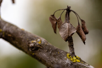 Beautiful Autumn colors of leaves