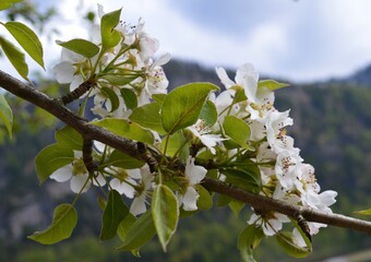 blossoming tree