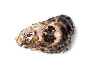 Fresh Closed Oyster Isolated on White Background.