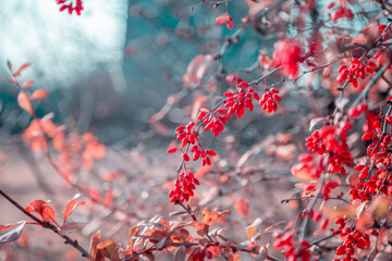 Beautiful artistic autumn garden background in pink blue tones with bush branches and bright juicy...