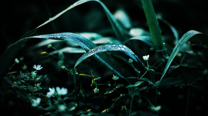 In the darkness of the night, white flowers bloom and wild grasses grow, and on their leaves lie...