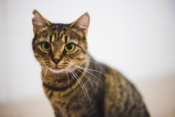 portrait of adorable cat on blurred background