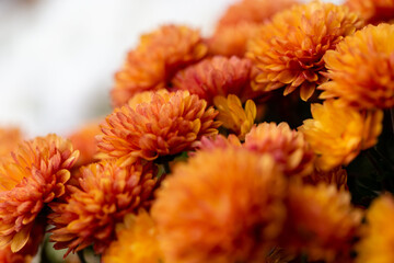 Autumn colorful Chrysanthemums in the garden