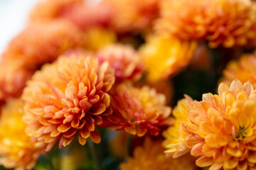 Autumn colorful Chrysanthemums in the garden