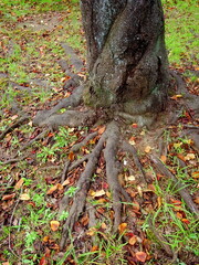 枯葉散る桜の木の根元