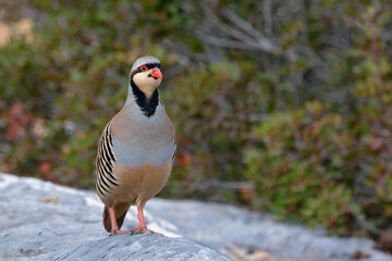 Chukar partridge (Alectoris chukar), Greece