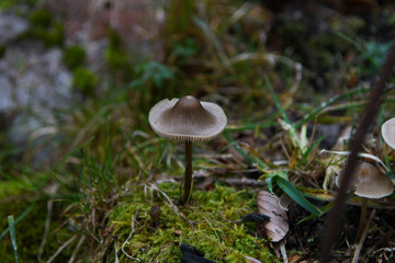 Champignon 1