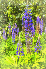 Obraz premium View on lupine flowers at green grass at sunny day colorful painting