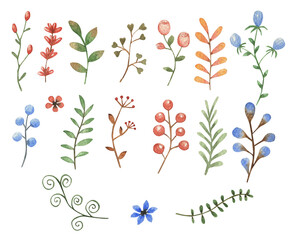 Fototapeta na wymiar A set of plants with separate elements. Watercolor clipart illustration. Flowers and leaves. For creating designs and patterns. Delicate flowers.