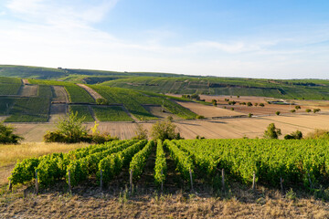 Fototapeta na wymiar The vineyard of Sancerre, in the Loire Valley of France