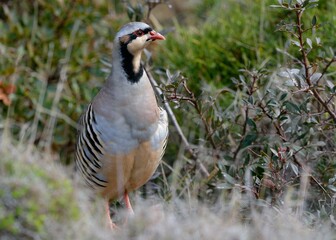 Chukar partridge (Alectoris chukar), Greece