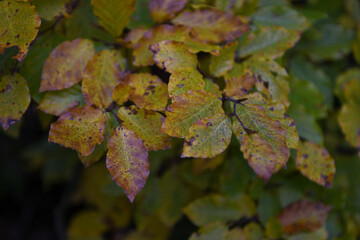 
Feuilles d'automne 2