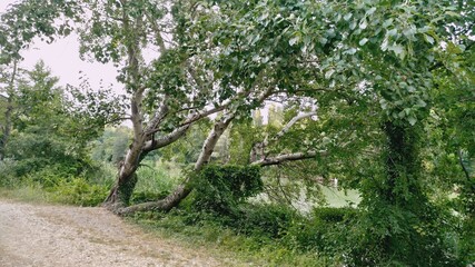 Fototapeta na wymiar Tree by the river
