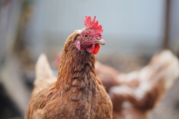 Chickens in enclosure. Brown hens walking on autumn day on farm. Red chicken walking in paddock. Chickens looking for grains while walking in paddock on farm