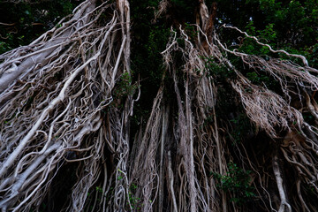 A banyan tree is very important in the middle of a polluted city to maintain the best oxygen availability. In addition, it is also a symbol of shade and spirituality.