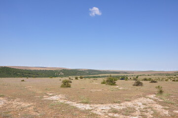 landscape with bushes
