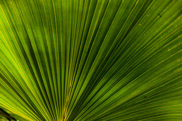 Fan leaf palm