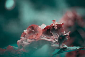 Autumn Flowers in the morning