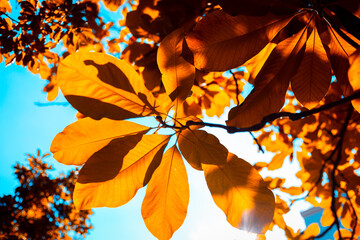 Autumn leaves on blue sky