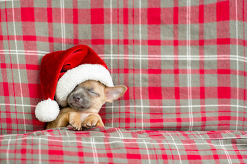 Fototapeta na wymiar Toy terrier puppy wearing red santa's hat sleeps under a warm blanket on a bed. Top down view. Empty space for text