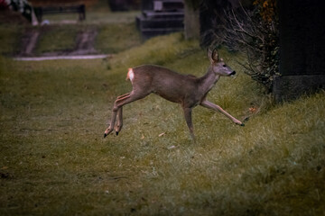 Reh am Wiener Zentralfriedhof, Wien, Österreich