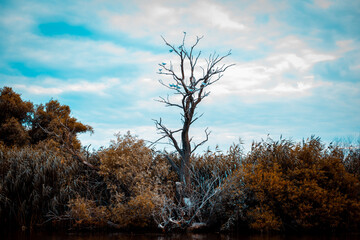 Tree with birds and sky