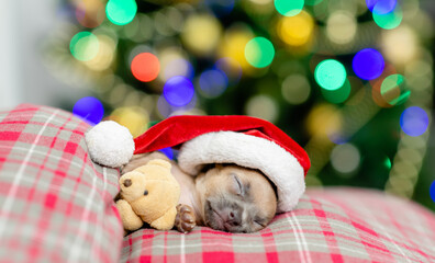 Fototapeta na wymiar Tiny toy terrier puppy wearing a santa hat hugs toy bear and sleeps on pillow under blanket on festive Christmas background