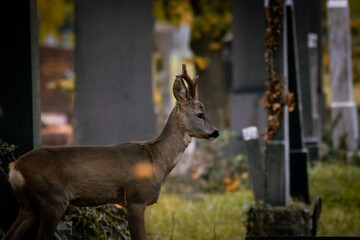 Reh am Wiener Zentralfriedhof, Wien, Österreich