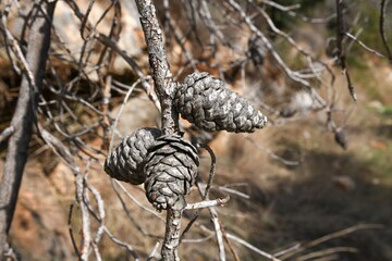 pine cones on a dead tree branch